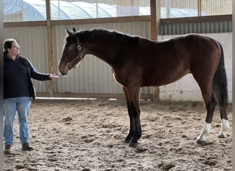 Hannoveraan, Hengst, 2 Jaar, 175 cm, Bruin