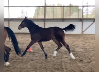 Hannoveraan, Hengst, 2 Jaar, 175 cm, Bruin