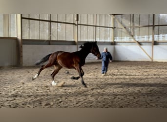 Hannoveraan, Hengst, 2 Jaar, 175 cm, Bruin