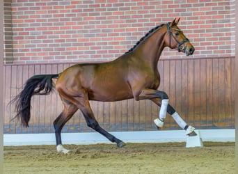 Hannoveraan, Hengst, 2 Jaar, Donkerbruin