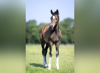Hannoveraan, Hengst, 2 Jaar, Donkerbruin