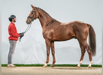 Hannoveraan, Hengst, 2 Jaar, Donkere-vos