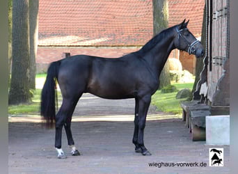Hannoveraan, Hengst, 2 Jaar