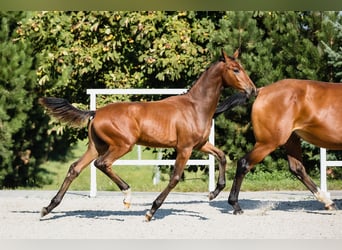 Hannoveraan, Hengst, 2 Jaar, Roodbruin