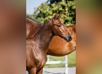 Hannoveraan, Hengst, 2 Jaar, Roodbruin