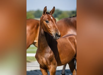 Hannoveraan, Hengst, 2 Jaar, Roodbruin