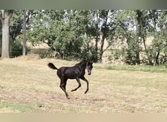 Hannoveraan, Hengst, 2 Jaar, Schimmel