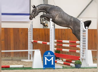 Hannoveraan, Hengst, 2 Jaar, Schimmel