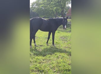Hannoveraan, Hengst, 2 Jaar, Zwart
