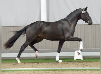 Hannoveraan, Hengst, 2 Jaar, Zwartbruin