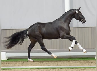 Hannoveraan, Hengst, 2 Jaar, Zwartbruin