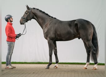 Hannoveraan, Hengst, 2 Jaar, Zwartbruin