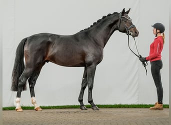 Hannoveraan, Hengst, 2 Jaar, Zwartbruin