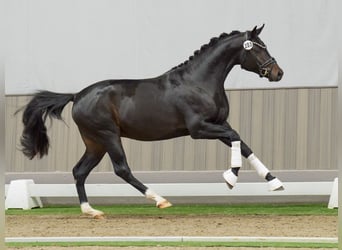 Hannoveraan, Hengst, 2 Jaar, Zwartbruin