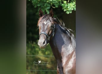 Hannoveraan, Hengst, 2 Jaar, Zwartbruin