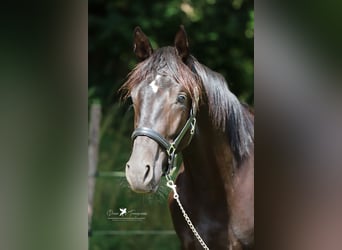 Hannoveraan, Hengst, 2 Jaar, Zwartbruin