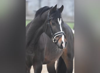 Hannoveraan, Hengst, 3 Jaar, 151 cm, Donkerbruin