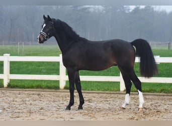 Hannoveraan, Hengst, 3 Jaar, 151 cm, Donkerbruin