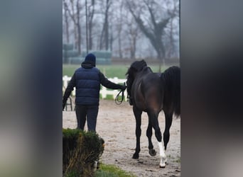 Hannoveraan, Hengst, 3 Jaar, 151 cm, Donkerbruin