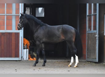 Hannoveraan, Hengst, 3 Jaar, 151 cm, Donkerbruin