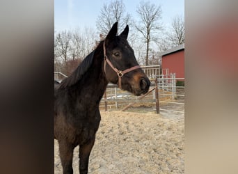 Hannoveraan, Hengst, 3 Jaar, 158 cm, Donkerbruin