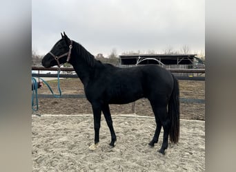 Hannoveraan, Hengst, 3 Jaar, 158 cm, Zwart