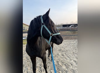 Hannoveraan, Hengst, 3 Jaar, 158 cm, Zwart