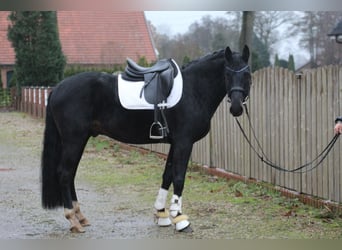 Hannoveraan, Hengst, 3 Jaar, 160 cm, Donkerbruin