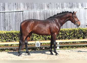 Hannoveraan, Hengst, 3 Jaar, 163 cm, Bruin