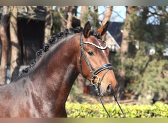 Hannoveraan, Hengst, 3 Jaar, 163 cm, Bruin