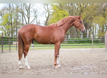 Hannoveraan, Hengst, 3 Jaar, 164 cm, Vos