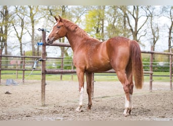 Hannoveraan, Hengst, 3 Jaar, 164 cm, Vos