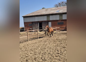 Hannoveraan, Hengst, 3 Jaar, 165 cm, Bruin