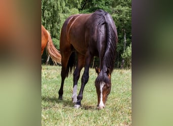 Hannoveraan, Hengst, 3 Jaar, 165 cm, Donkerbruin