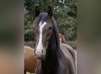 Hannoveraan, Hengst, 3 Jaar, 165 cm, Donkerbruin