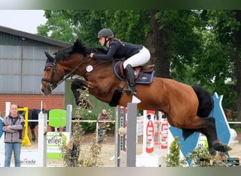 Hannoveraan, Hengst, 3 Jaar, 165 cm, Donkerbruin