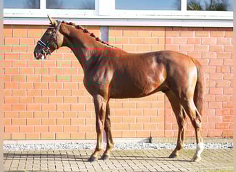 Hannoveraan, Hengst, 3 Jaar, 165 cm, Vos