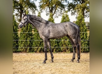 Hannoveraan, Hengst, 3 Jaar, 166 cm, Appelschimmel