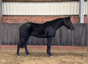 Hannoveraan, Hengst, 3 Jaar, 166 cm, Zwart