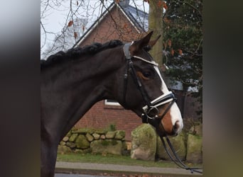 Hannoveraan, Hengst, 3 Jaar, 166 cm, Zwartbruin