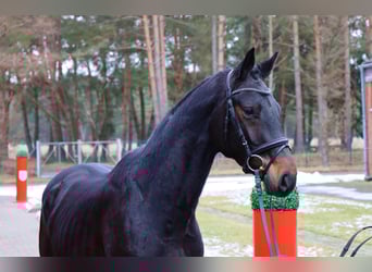 Hannoveraan, Hengst, 3 Jaar, 167 cm, Donkerbruin