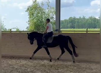 Hannoveraan, Hengst, 3 Jaar, 167 cm, Zwart