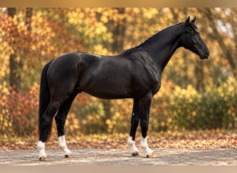 Hannoveraan, Hengst, 3 Jaar, 168 cm