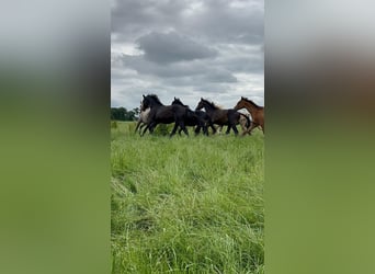 Hannoveraan, Hengst, 3 Jaar, 168 cm, Zwartbruin
