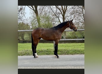 Hannoveraan, Hengst, 3 Jaar, 169 cm, Bruin