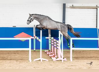 Hannoveraan, Hengst, 3 Jaar, 170 cm, Appelschimmel