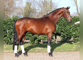 Hannoveraan, Hengst, 3 Jaar, 170 cm, Bruin