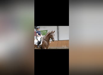 Hannoveraan, Hengst, 3 Jaar, 170 cm, Donkere-vos