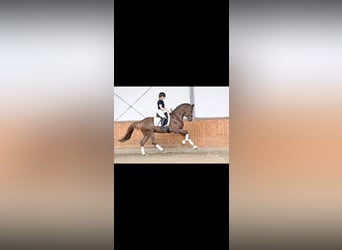 Hannoveraan, Hengst, 3 Jaar, 170 cm, Donkere-vos