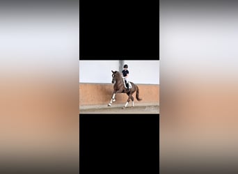 Hannoveraan, Hengst, 3 Jaar, 170 cm, Donkere-vos